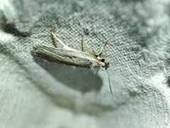 Agonopterix yeatiana