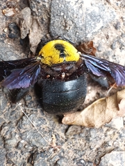 Xylocopa pubescens
