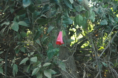 Lapageria rosea
