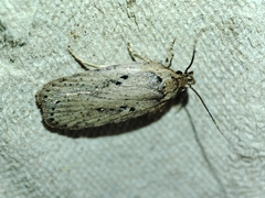 Agonopterix yeatiana