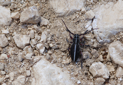 Dorcadion axillare
