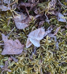 Petrophora subaequaria