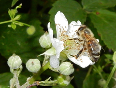 Apis mellifera