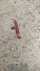 Cossus cossus