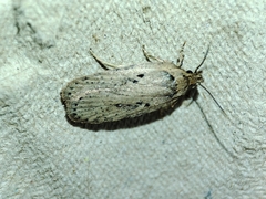 Agonopterix yeatiana