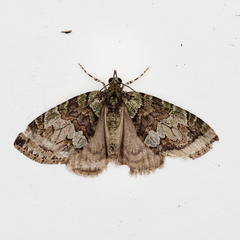 Hydriomena perfracta