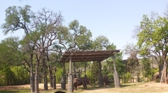 Elephantidae