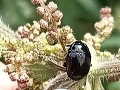 Chrysolina oricalcia