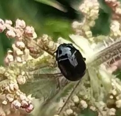 Chrysolina oricalcia