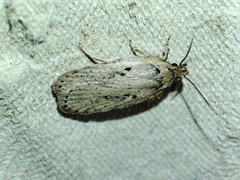 Agonopterix yeatiana