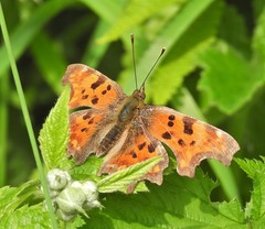 Polygonia c-album