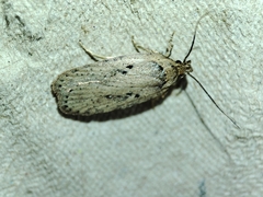 Agonopterix yeatiana