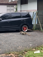 Varanus salvator macromaculatus