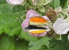 Anthocharis cardamines