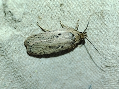 Agonopterix yeatiana
