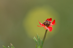 Adonis flammea