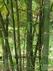 Bambusa beecheyana