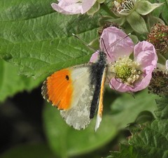 Anthocharis cardamines