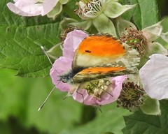 Anthocharis cardamines