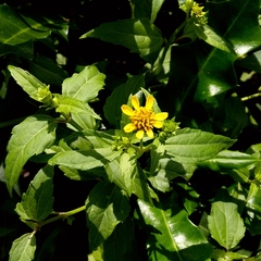 Wollastonia biflora