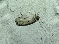 Agonopterix yeatiana