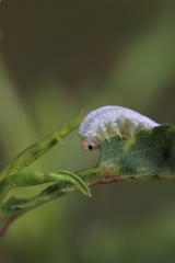 Monostegia