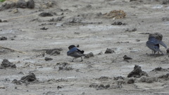 Hirundo rustica