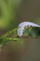 Monostegia