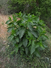 Phytolacca americana