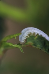 Monostegia
