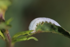 Monostegia