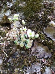 Sedum dasyphyllum