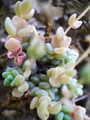 Sedum dasyphyllum