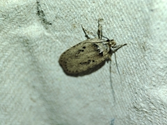 Agonopterix yeatiana