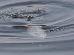 Dorosoma cepedianum