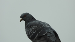 Columba livia