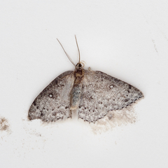 Cyclophora pendulinaria