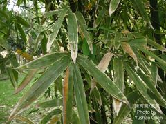 Bambusa beecheyana