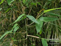 Bambusa beecheyana