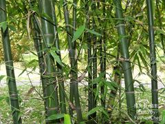 Bambusa beecheyana
