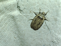 Agonopterix yeatiana