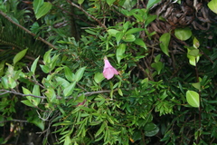 Philesia magellanica