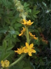Agrimonia eupatoria