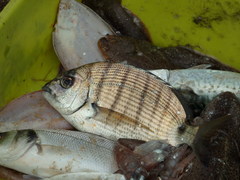 Diplodus