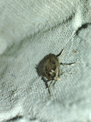 Agonopterix yeatiana