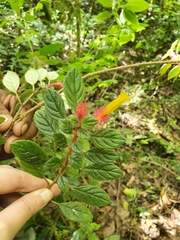 Columnea domingensis