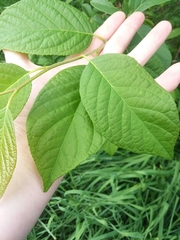 Staphylea trifolia