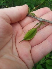 Staphylea trifolia