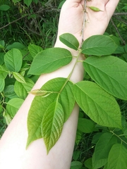 Staphylea trifolia