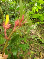 Columnea domingensis